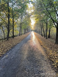 Néhol még zöldben az ártéri út 