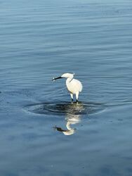 Balatonlelle