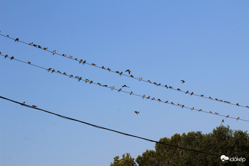 fecskék...