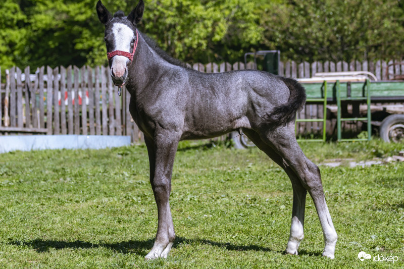 A legifjabb családtag, 10 napos.