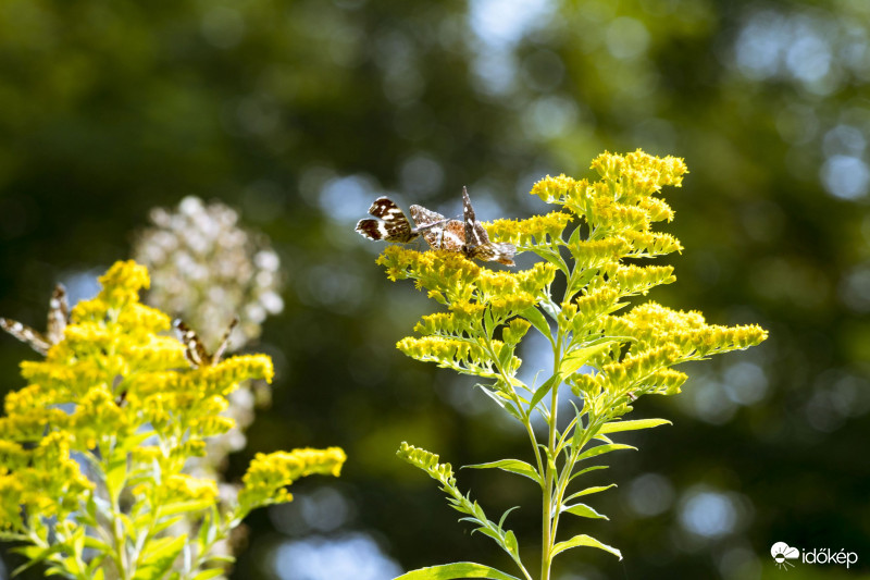 pillangós aranyvessző