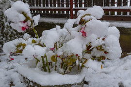 dunna alatt alszik...