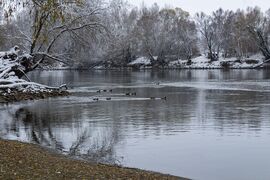 Fürdőzők a Dráván... 2025.11.23. Barcs