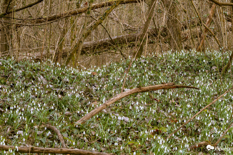 Hóvirág 2021.02.21