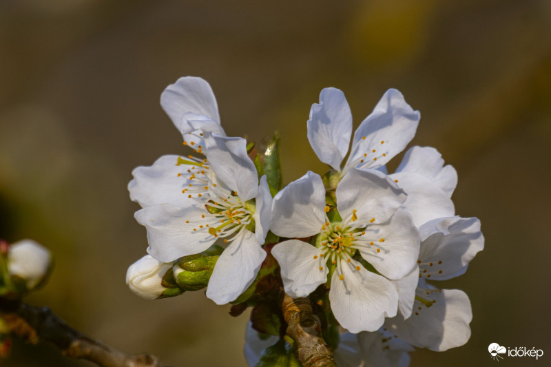 Virágzik a cseresznyénk :)