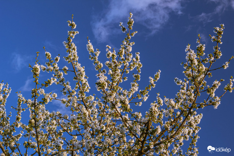 Tavasz, cseresznyavirágzás, 21.04.03.