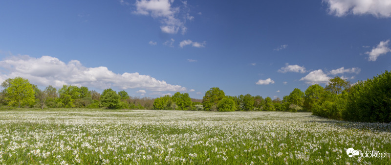 Babócsa, Nárcisz, 2021.05.08.