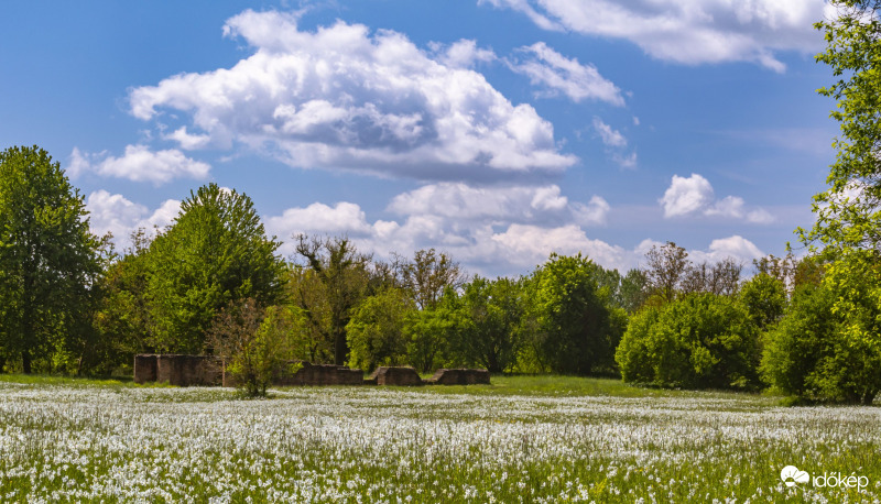 Basakert Babócsa Nárcisz, 2021.05.08.
