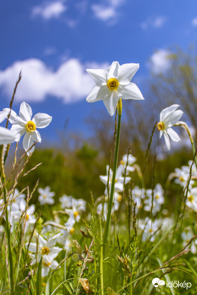 Nárcisz, Basakert Babócsa, 2021.05.08.