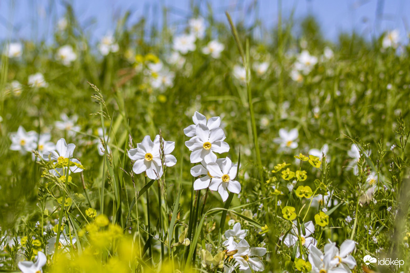 Nárcisz, Basakert Babócs, 2021.05.08.