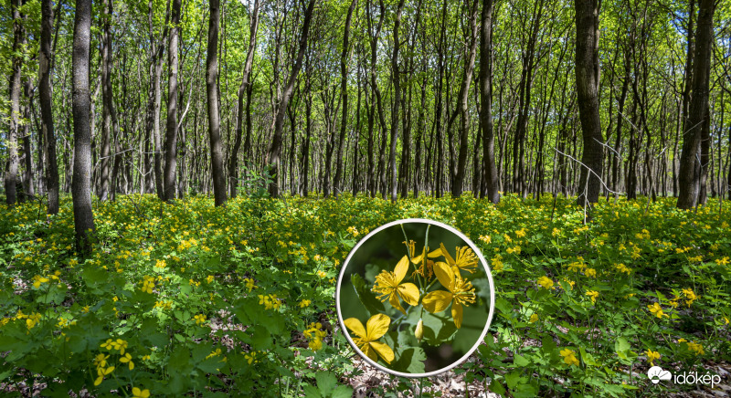Vérehulló fecskefű