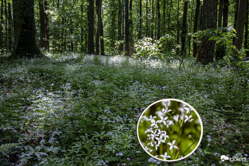 Szagos müge mező, ill. erdő...:)