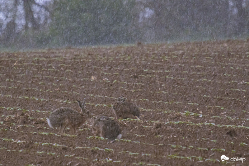 Vacsi közben hirtelen jóól esett... :)