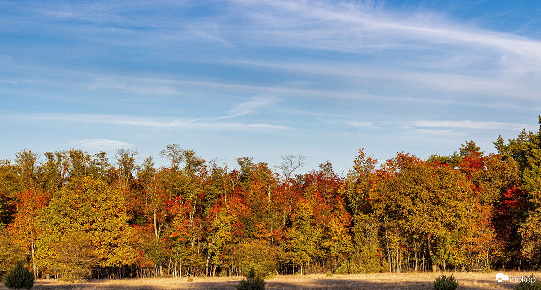 Ősborókás 2025.10.19.