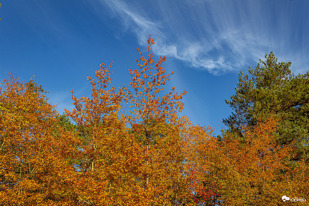Ősborókás 2025.10.19.