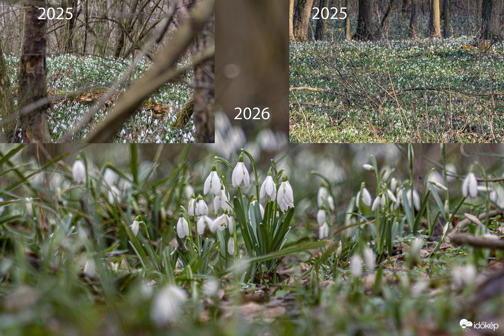 A Netecs-tó mellett elterülő erdő sáv,több száz méteren tele Hóvirággal, 2025-ben is