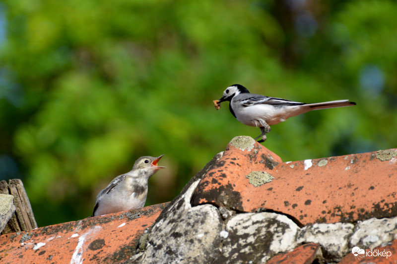 Etetés.. (Barázdabillegető)