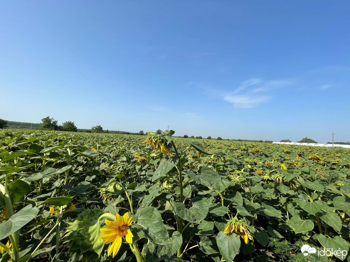 Észlelési fényképek