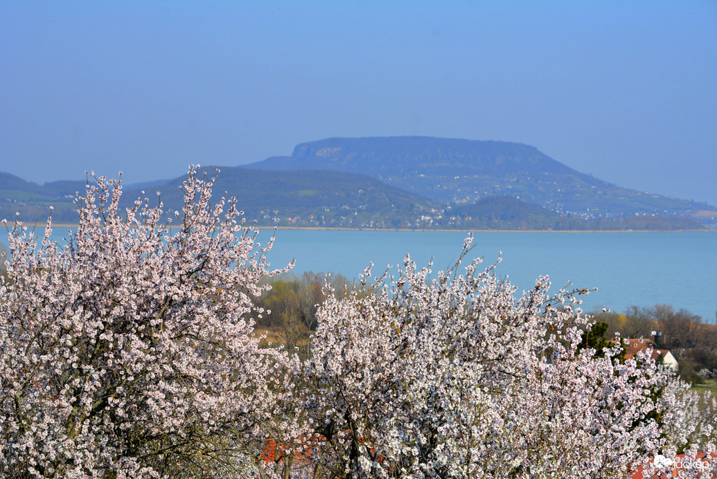 Balaton