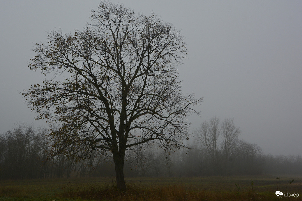 Szürke, ködös nap 12.03.