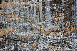 Ködös, zúzmarás, havas táj 01.16. Kőszeg határában