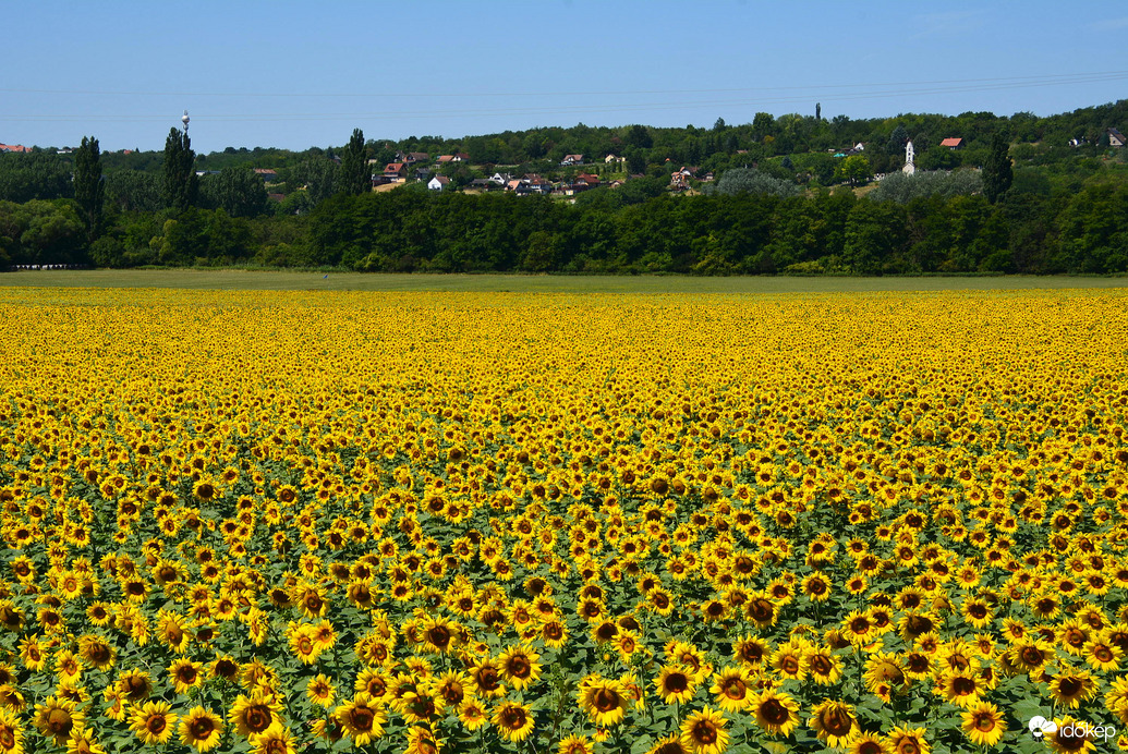 Napraforgók 07.14.