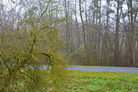 Szürke, ködös nap 12.03.