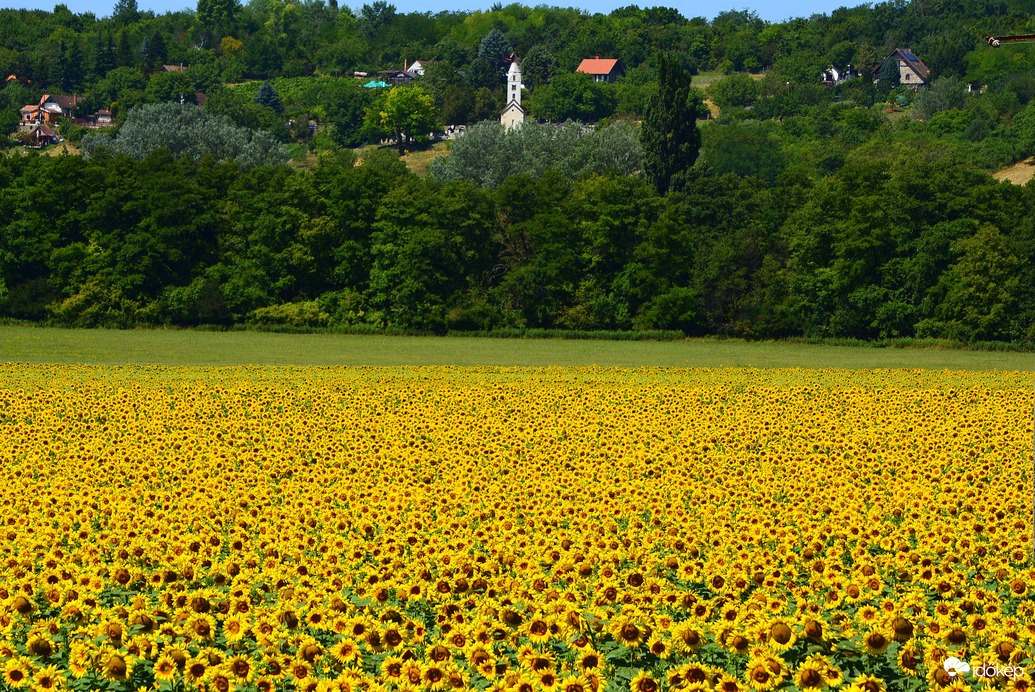 Napraforgók 07.14.