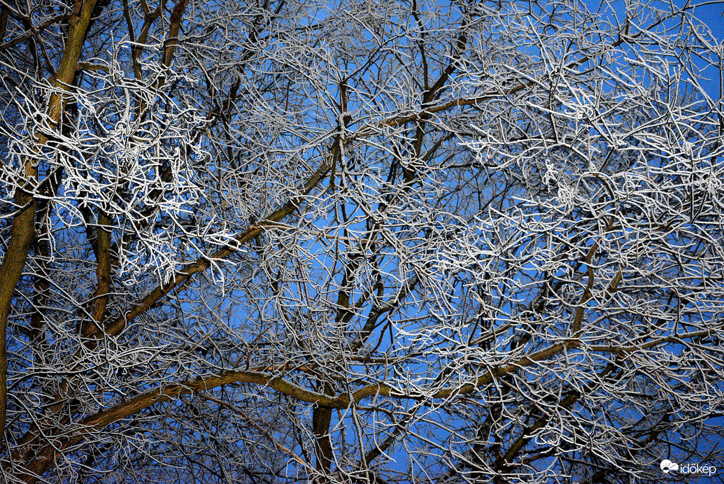 Deres ágak kék órában 01.16.