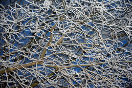 Deres ágak kék órában 01.16.