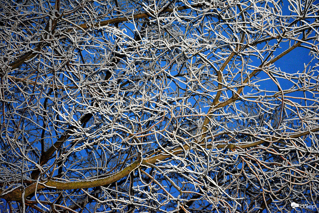 Deres ágak kék órában 01.16.