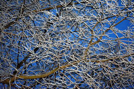 Deres ágak kék órában 01.16.