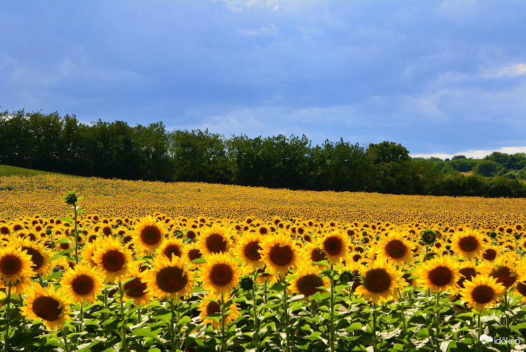 Napraforgók gomolyfelhők alatt 07.17.