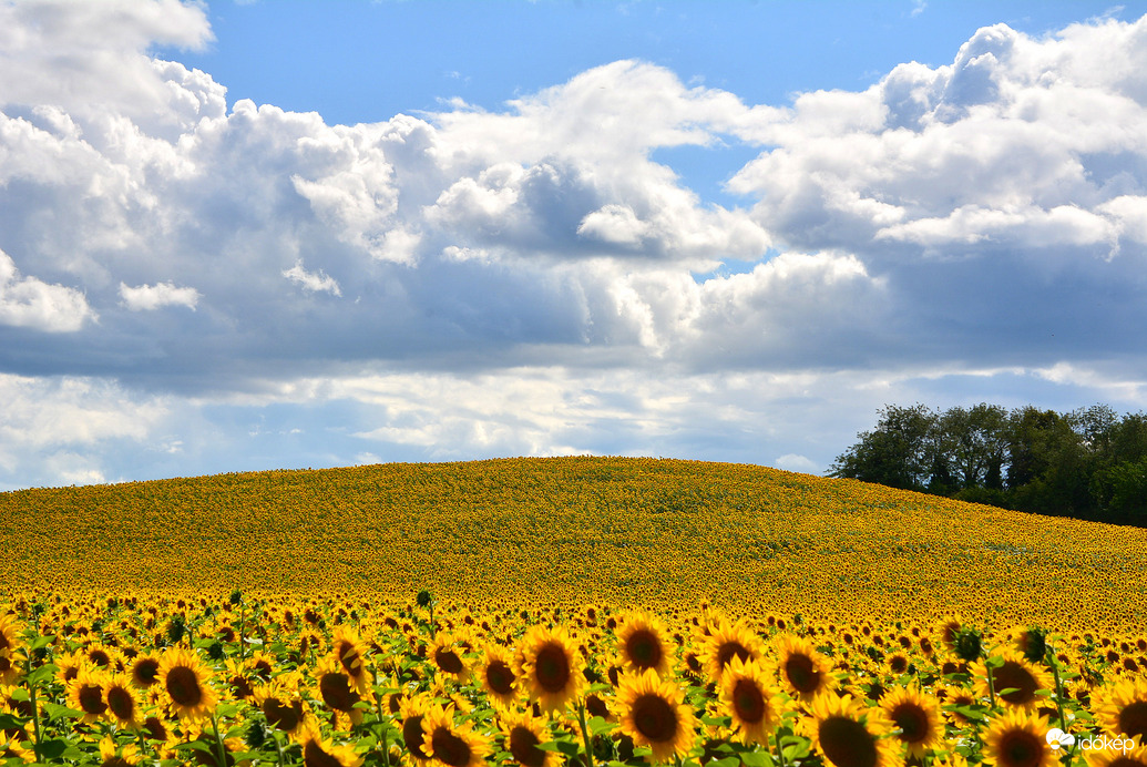 Napraforgók gomolyfelhők alatt 07.17.