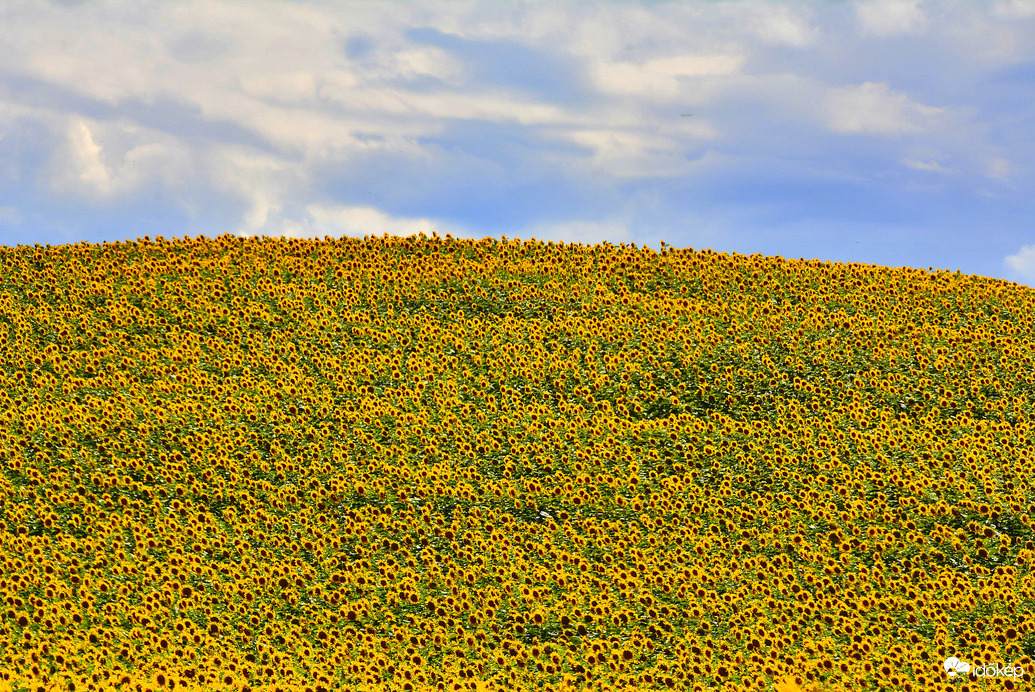 Napraforgók gomolyfelhők alatt 07.17.