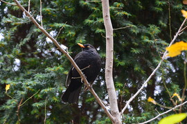 Fekete rigó a csupasz ágon 12.02.