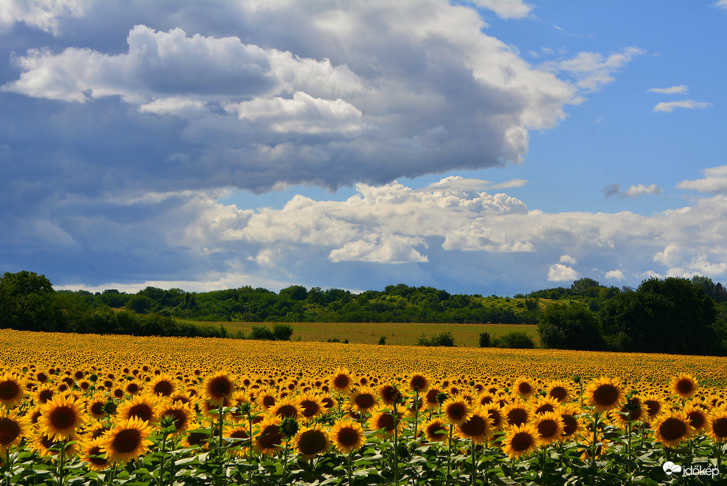 Napraforgók gomolyfelhők alatt 07.17.