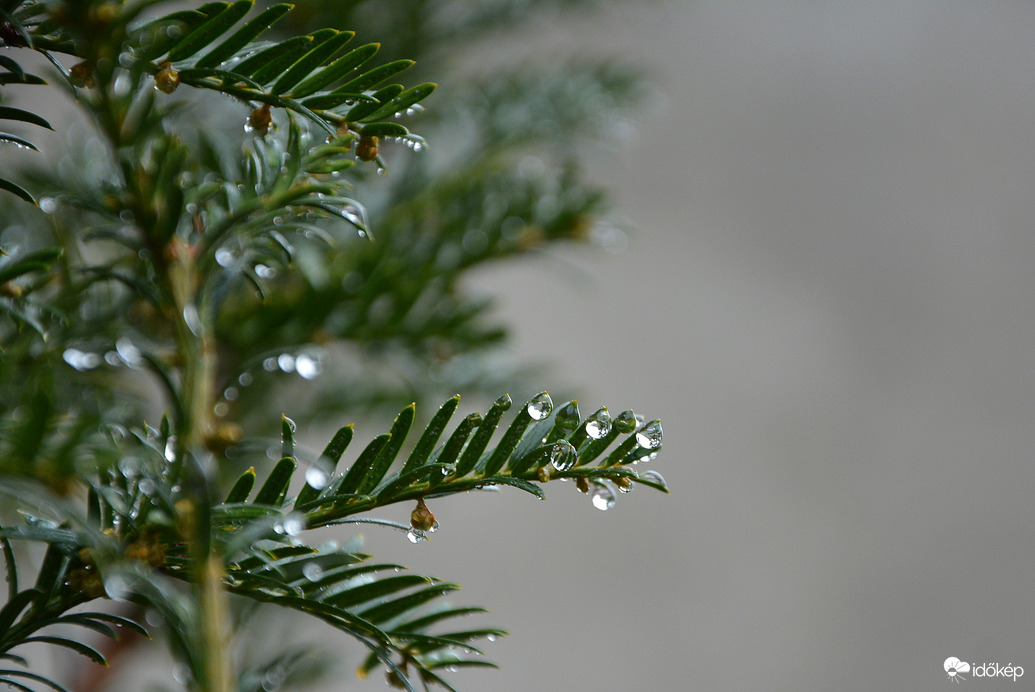 Esőcseppes ágak 12.05.