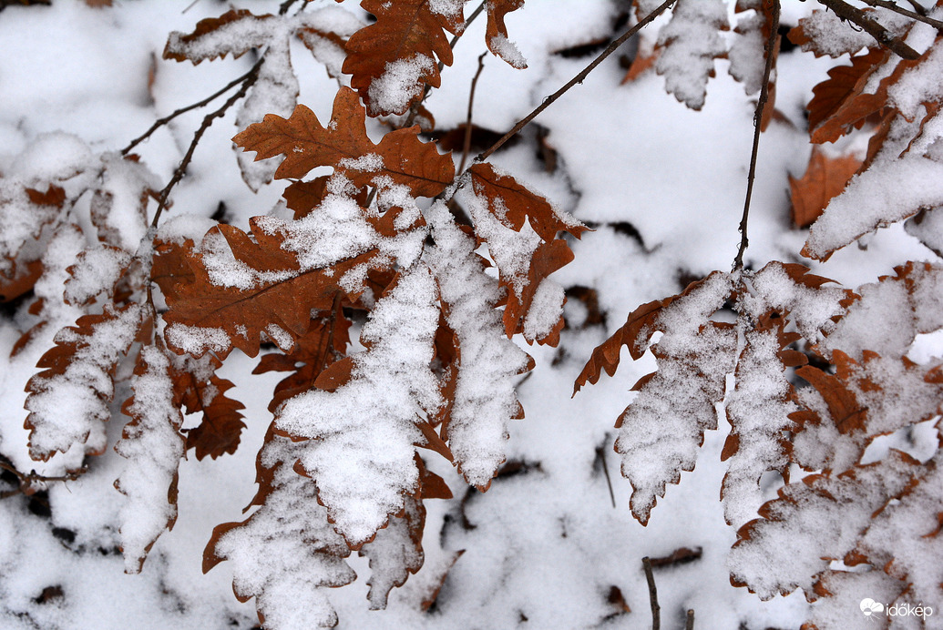 Havas levelek 01.05.