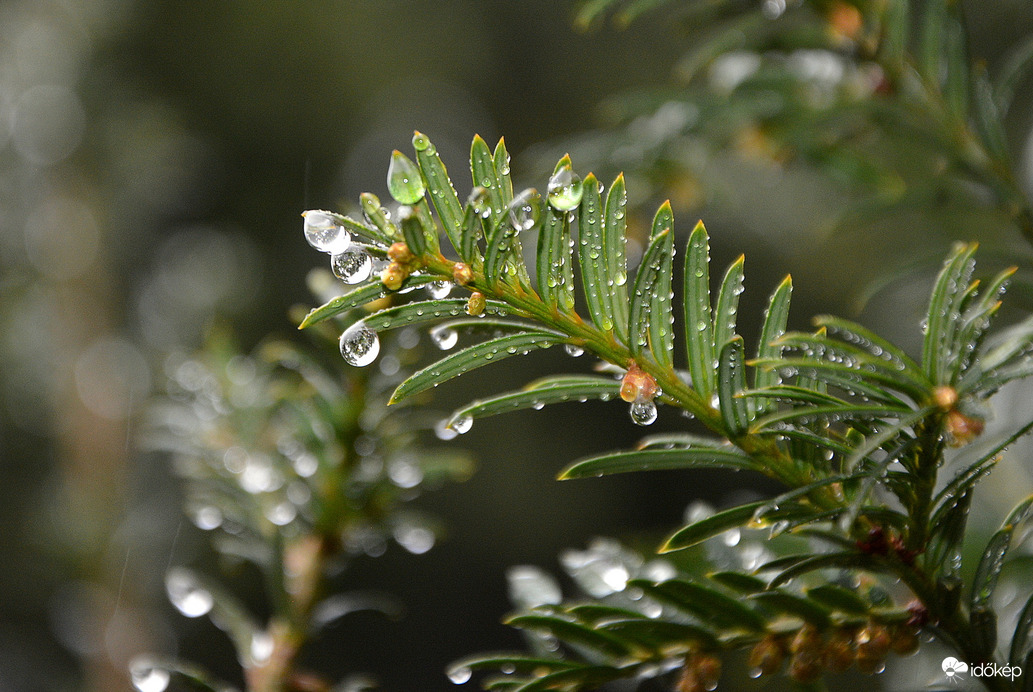 Esőcseppes ágak 12.05.