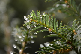 Esőcseppes ágak 12.05.