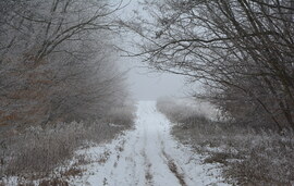 Ködös, zúzmarás, havas táj 01.16. Kőszeg határában