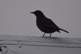 Rigó a ködben, hóban 01.15.