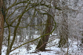 Szív a zúzmarában 01.16.