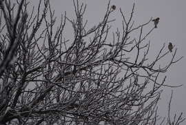 Madarak a ködben, havas ágakon 01.15.