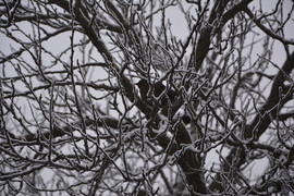 Rigó a havas ágon 01.15.