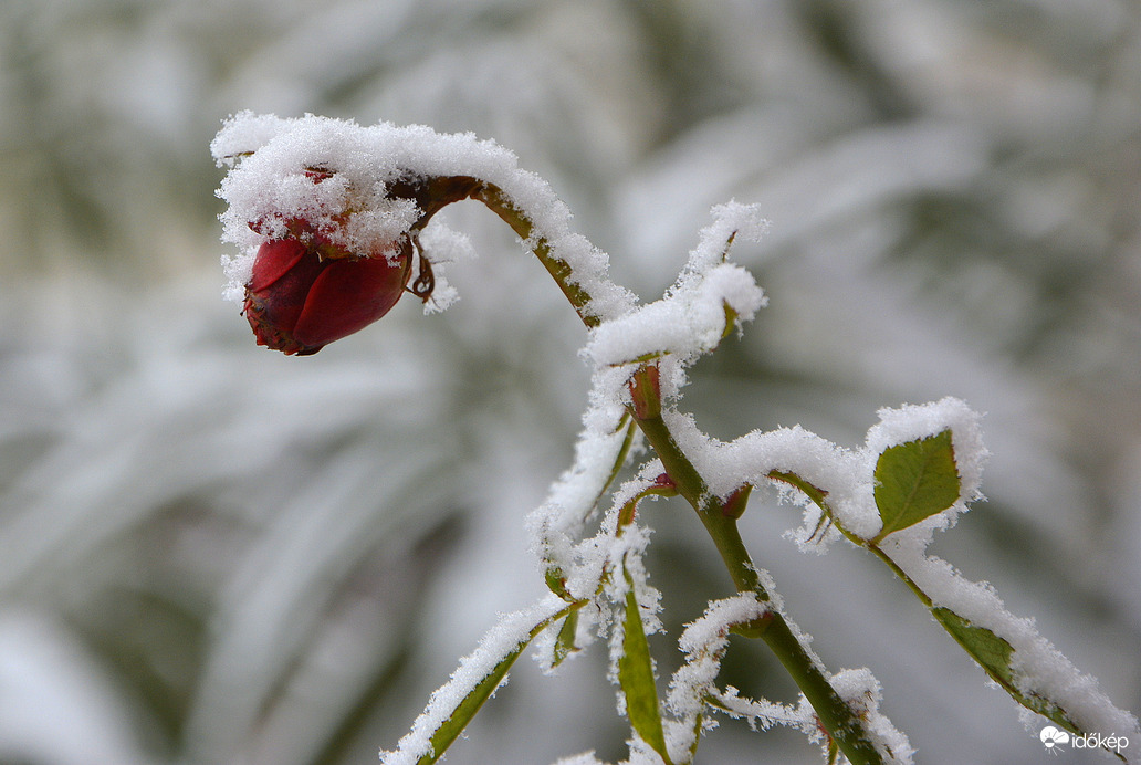 Havas rózsa 01.15.