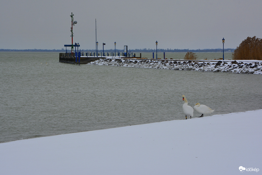 Hattyúk a hóban 01.07.