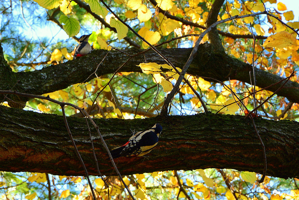 Harkályok a novemberi őszben 11.05.