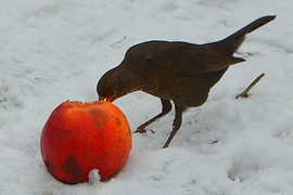 Fontos a madarak etetése 01.15.